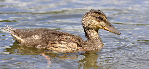 Mallard Duckling