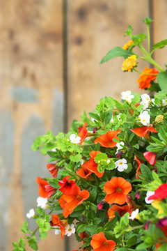 Balkonblumen mit Copyspace