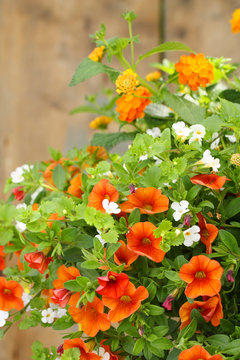 H&auml;ngeblumen