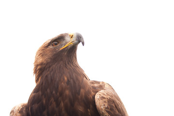 18 274 Steinadler Fototapeten Leinwandbilder Und Aufkleber Wallsheaven