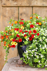 Sommerblumen im Kübel