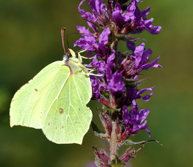 Brimstone Butterfly