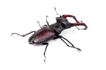 Brown stag beetle Lucanus cervus