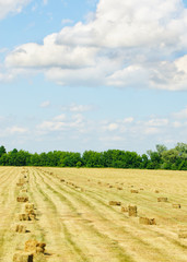 Fototapeta na wymiar A farm field in the countryside filled with hay bales