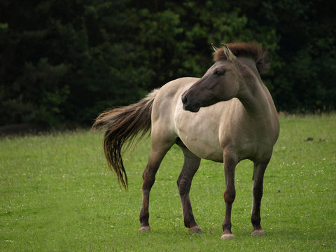 Wildpferd