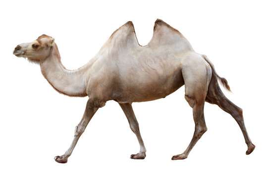 Walking camel isolated on a white background