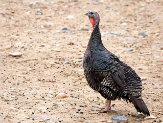 Turkey hen