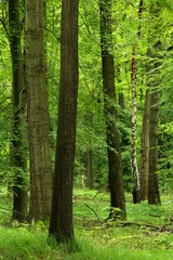 Obraz premium Grüner Wald