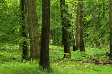 Grüner Wald