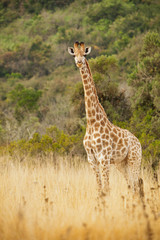 Girafe singale à l& 39 état sauvage