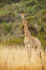 Crédence de cuisine en verre imprimé Girafe Girafe singale à l& 39 état sauvage