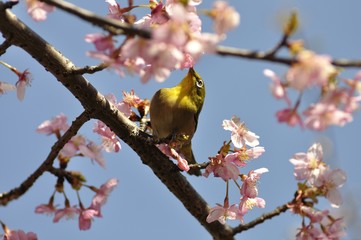 メジロと河津桜