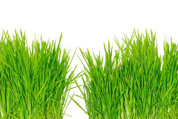 grass isolated