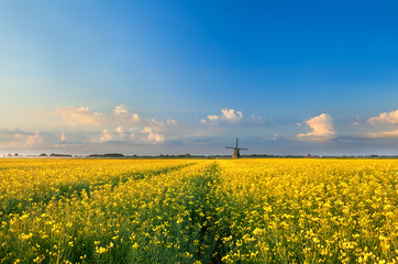 Obraz premium rapeseend flower field and windmill