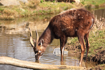 Sitatunga