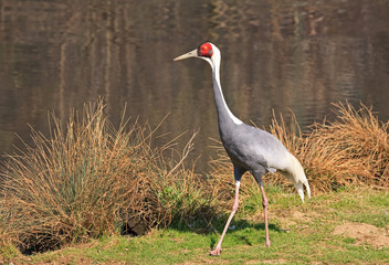 Sandhill crane