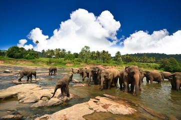 Young elephants playing in the water - obrazy, fototapety, plakaty