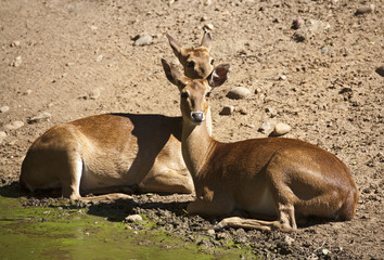 Burmese deer
