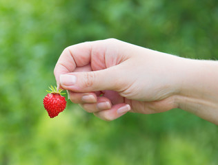 female hand holding a strawberry