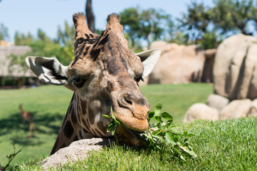 Jirafa comiendo