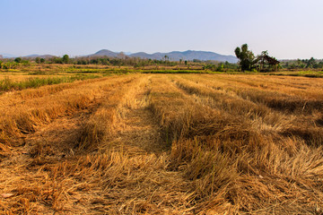 Fields, rice straw