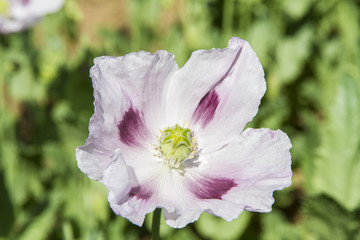 Obraz premium Opium poppy, Papaver somniferum