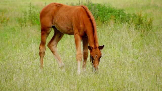 Video fressendes Fohlen