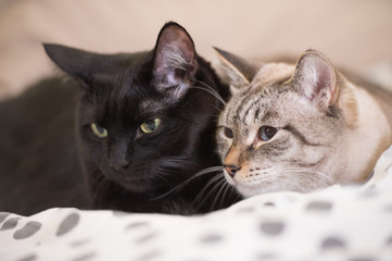 Two cute domestic short hair cats snuggle with one another