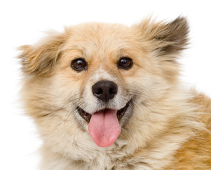 fluffy dog sitting in front. looking at camera. isolated 