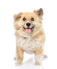 fluffy dog standing in front. looking at camera. isolated 