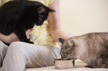 Unrecognizable woman feeding her two cats at home