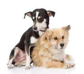 Two friendly dogs. isolated on white background