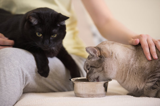 Unrecognizable Woman Feeding Her Two Cats At Home