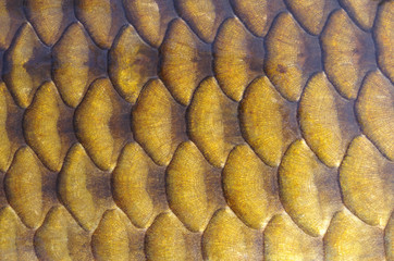 Texture écaille de poisson © sablin