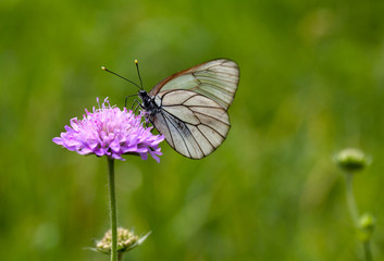 Beautiful butterfly on clover in the sun