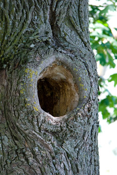 Hollow