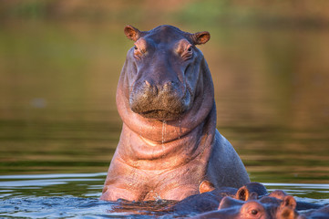 Curious hippo