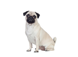 Obraz premium Nice pug carlino dog with white hair