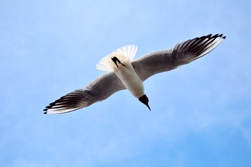 Flying seegull it the sky