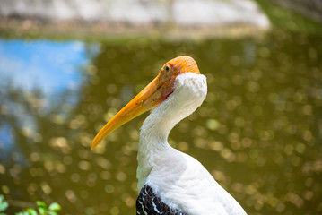 Pelican