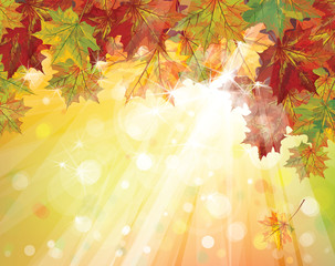 Vector of autumnal leaves on sunny background.