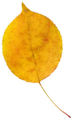 leaf