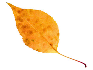 Fototapeta premium leaf