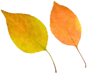 leaves
