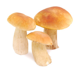Obraz premium mushrooms