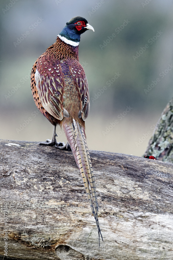 Wall mural Common pheasant, Phasianus colchicus