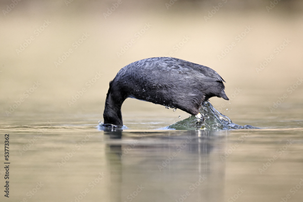 Sticker Coot, Fulica atra