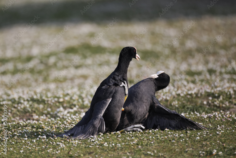 Wall mural Coot, Fulica atra