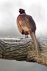 Common pheasant, Phasianus colchicus