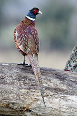 Common pheasant, Phasianus colchicus